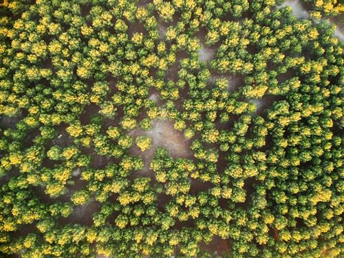 Field of trees from above in Yosemite