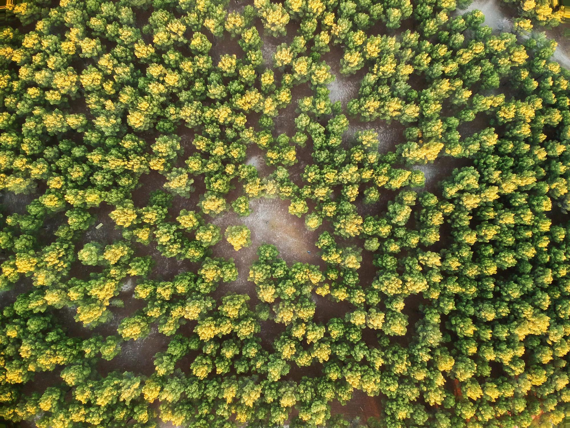 Field of trees from above in Yosemite