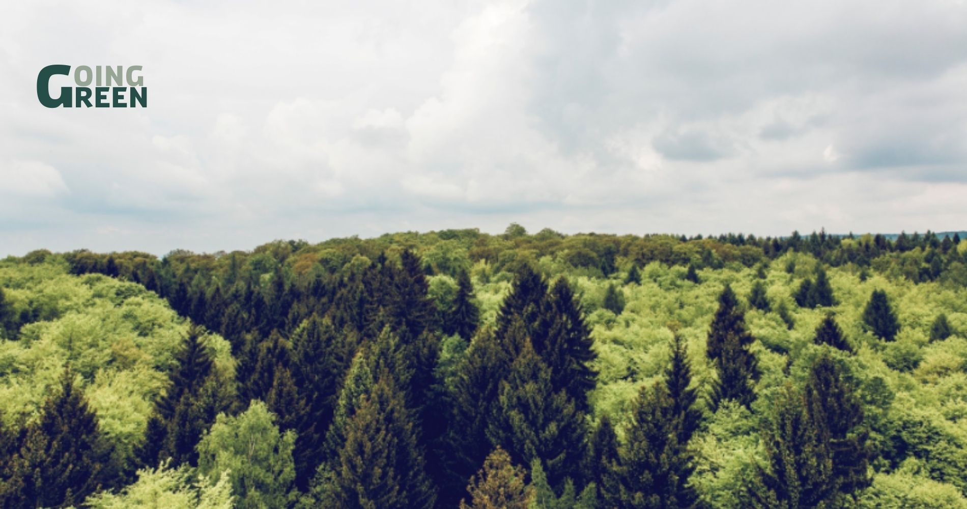 Green ecosystem silicon valley